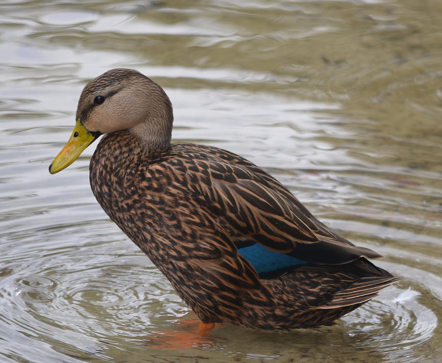 Duck Photograph - American Black Duck by Richard Bryce and Family