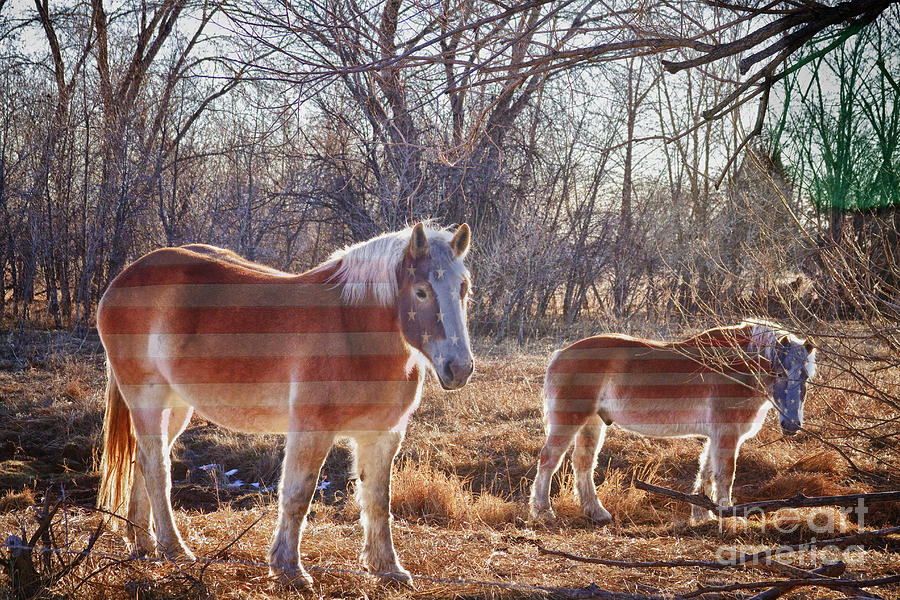 American Breed Photograph by James BO Insogna