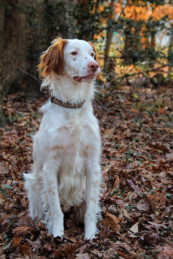 American Brittany Photograph by Jemmy Archer