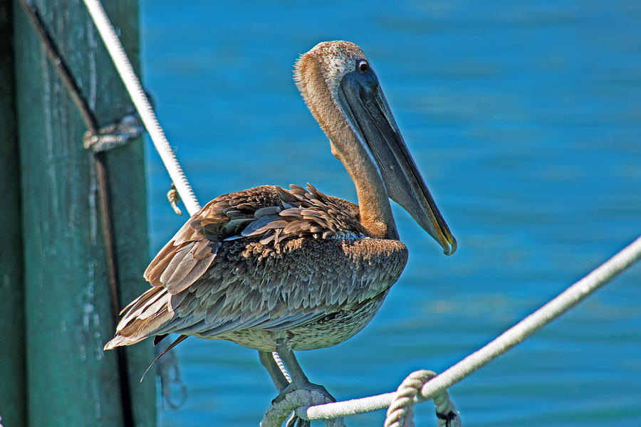 American Brown Pelican Photograph by Duane King - Pixels