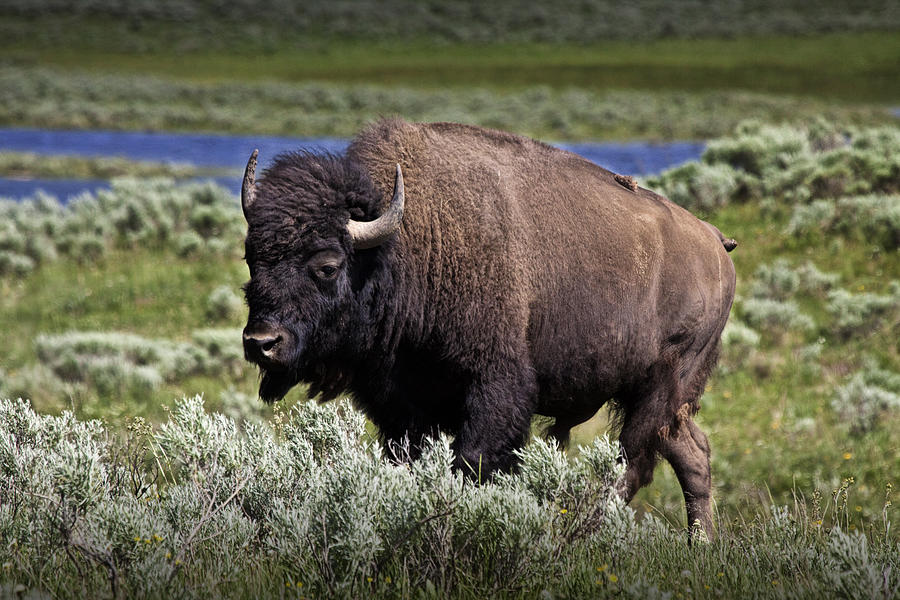 American Buffalo In Yellowstone Photograph