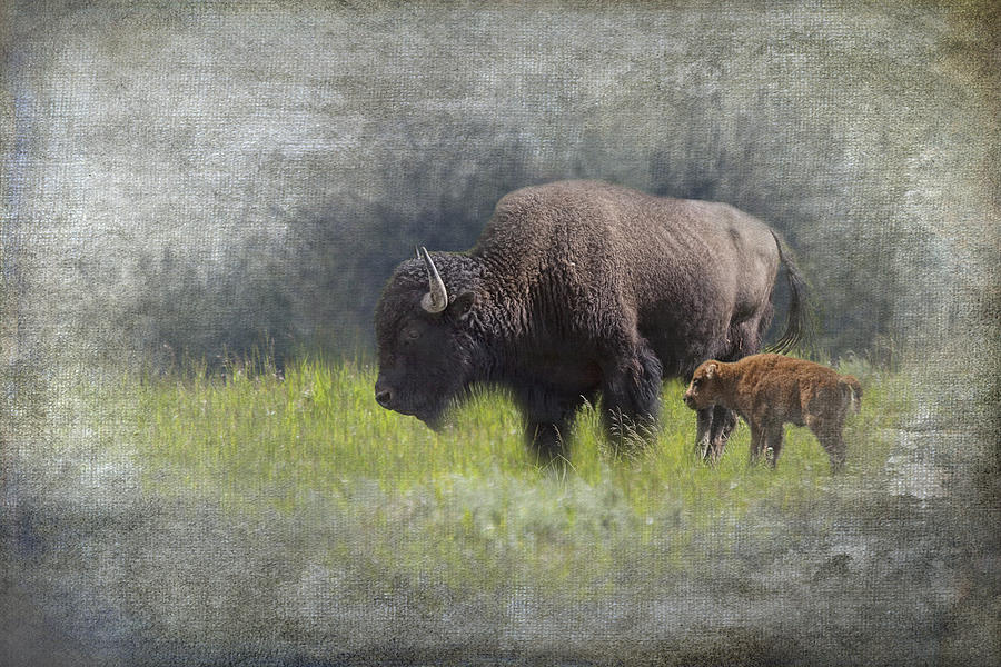 American Buffalo Mother and Calf Photograph by Randall Nyhof
