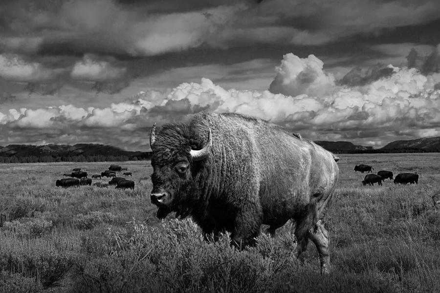 American Buffalo or Bison in the Grand Teton National Park Photograph by Randall Nyhof
