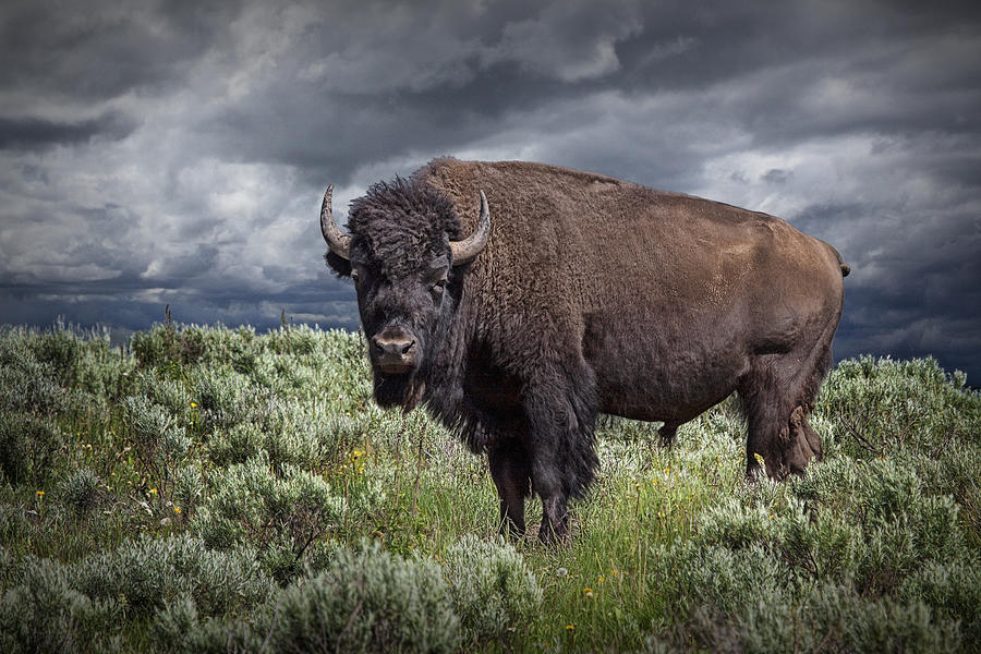 American Buffalo or Bison in Yellowstone Photograph by Randall Nyhof