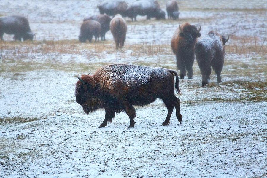 American buffalo Photograph by Pat Cook