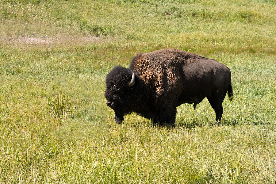 Bison Photograph - American Buffalo by Randall Branham