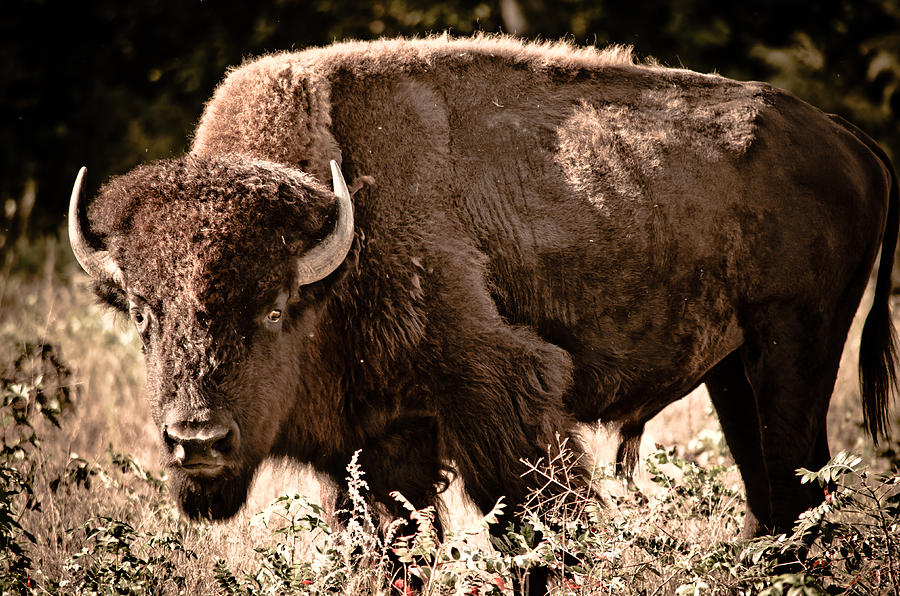 Buffalo Photograph - American Buffalo by Swift Family