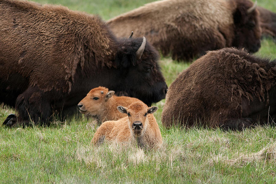 American Buffalo With Calves Photograph by Greg Ochocki