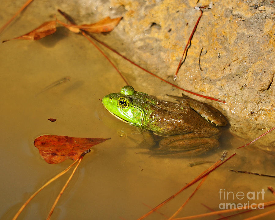 American Bullfrog Photograph by Al Powell Photography USA