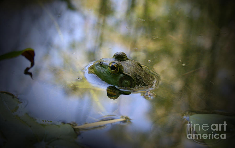 American Bullfrog Photograph by E B Schmidt