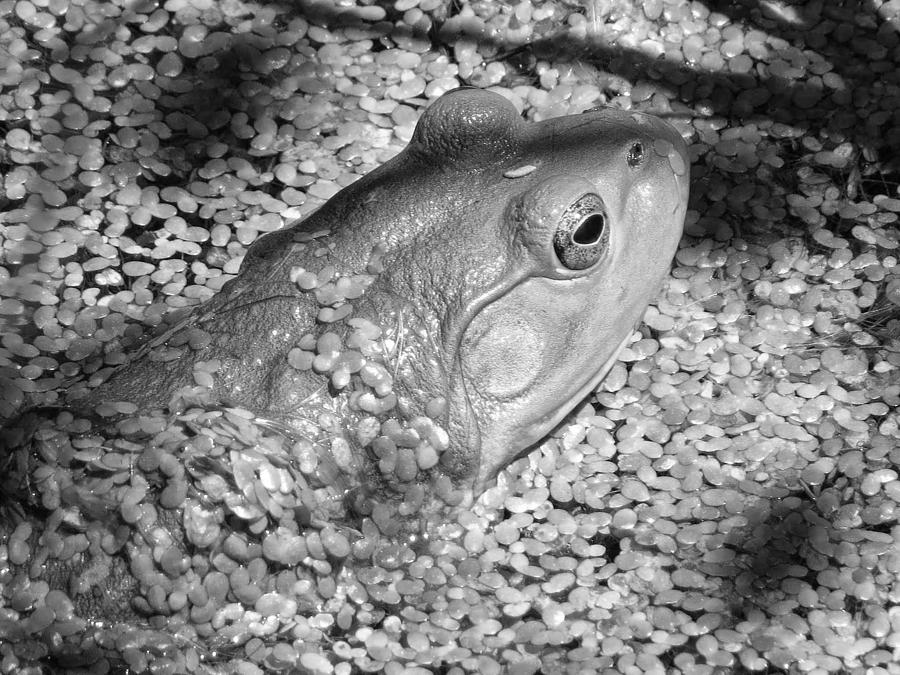 Amphibians Photograph - American Bullfrog by Emily Hargreaves