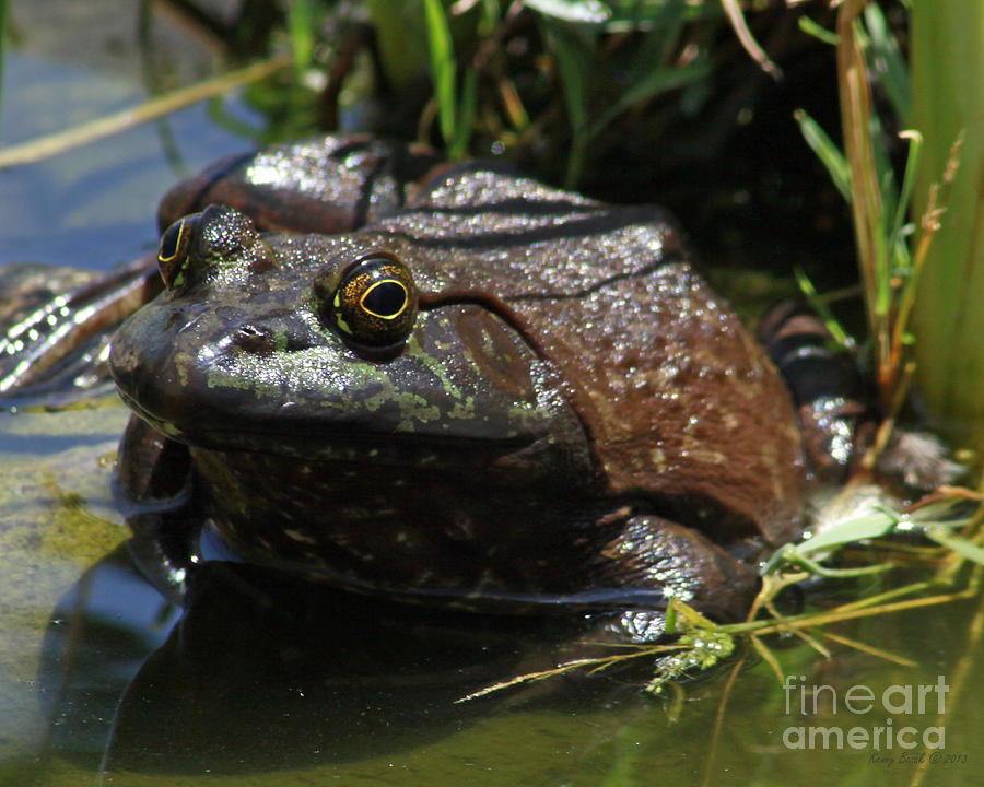 American Bullfrog Photograph by Kenny Bosak