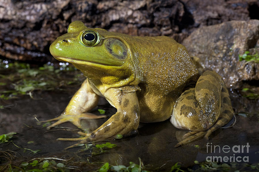 Wildlife Photograph - American Bullfrog by Phil Degginger