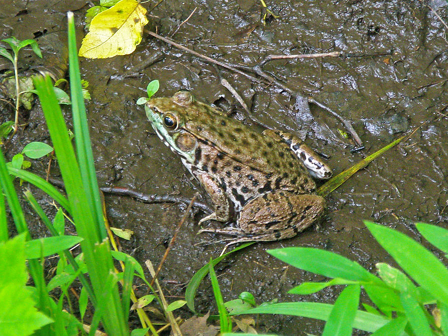 American Bullfrog - Rana catesbeiana Photograph by Carol Senske