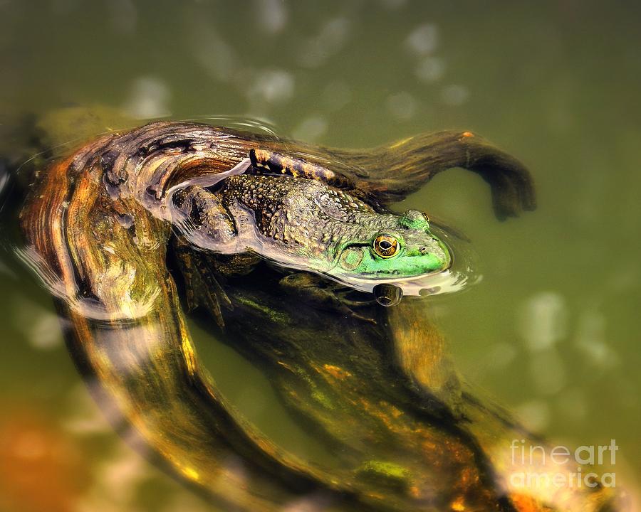 American Bullfrog Photograph by Sharon Woerner