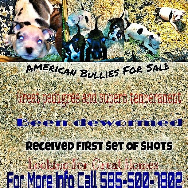 American Bullies For Sale!!!! Photograph by David Williams