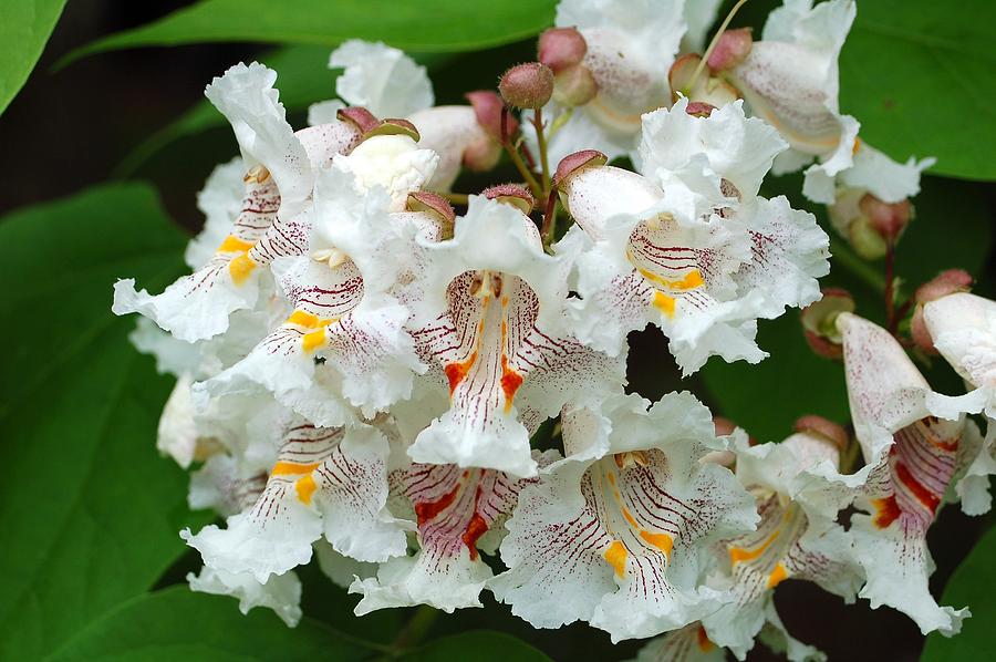 American Catalpa Tree Photograph by Fletcher Waynick - Pixels