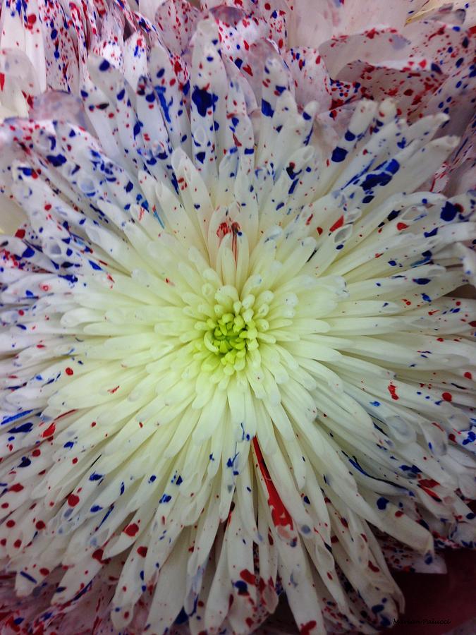 American Chrysanthemum Photograph by Marian Lonzetta