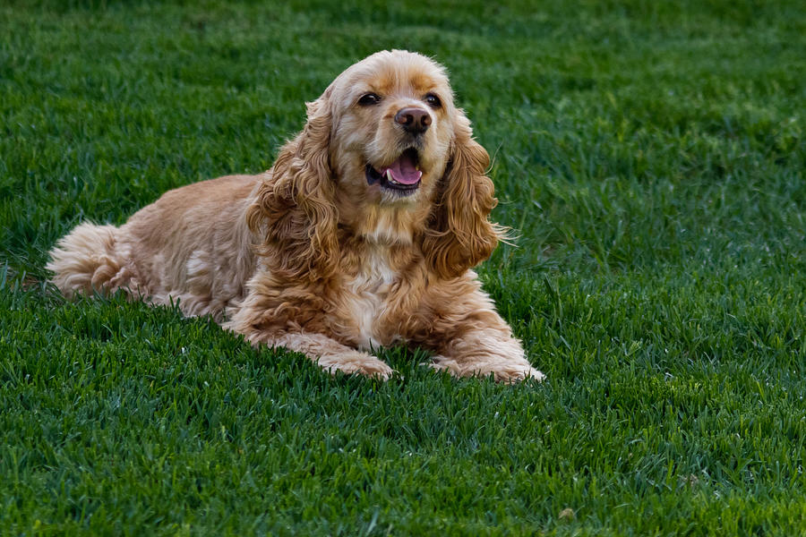 American cocker spaniel laying in green grass Photograph by D Trocio Photography