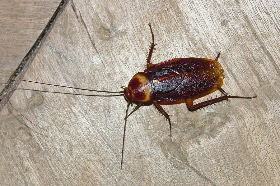American Cockroach  India Photograph by Konrad Wothe