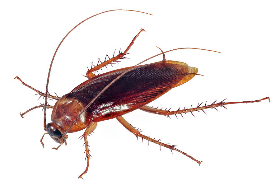 American Cockroach Photograph by Phil DEGGINGER