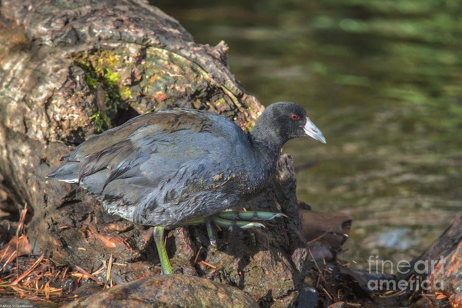American Coot 2 Photograph by Mitch Shindelbower