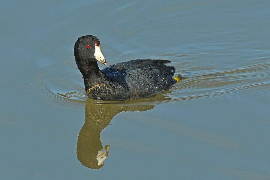 American Coot Photograph by Alan Lenk