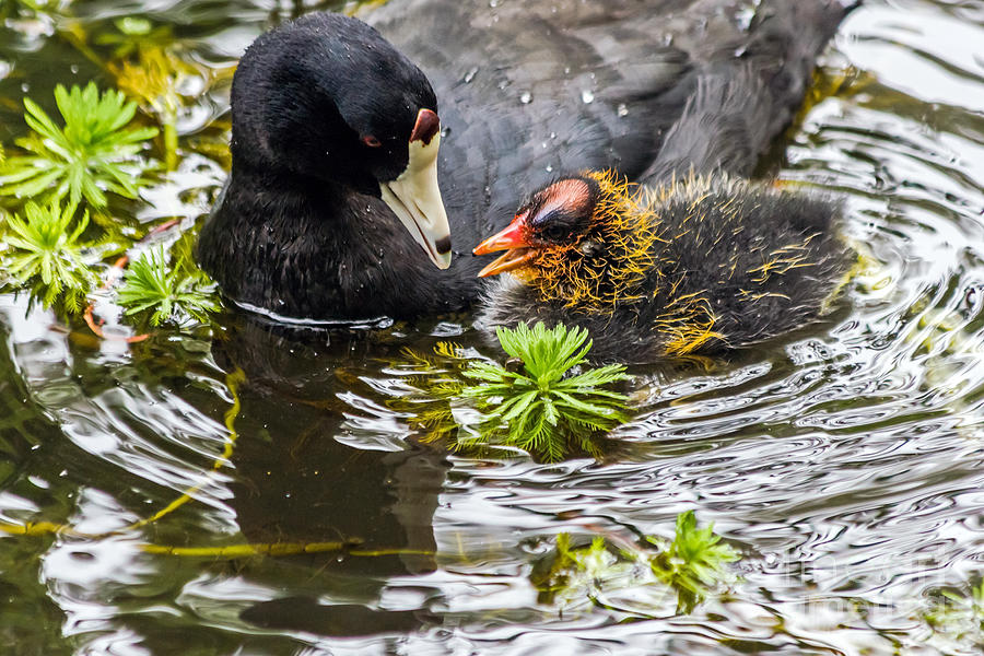 American Coot and chick Photograph by Kate Brown