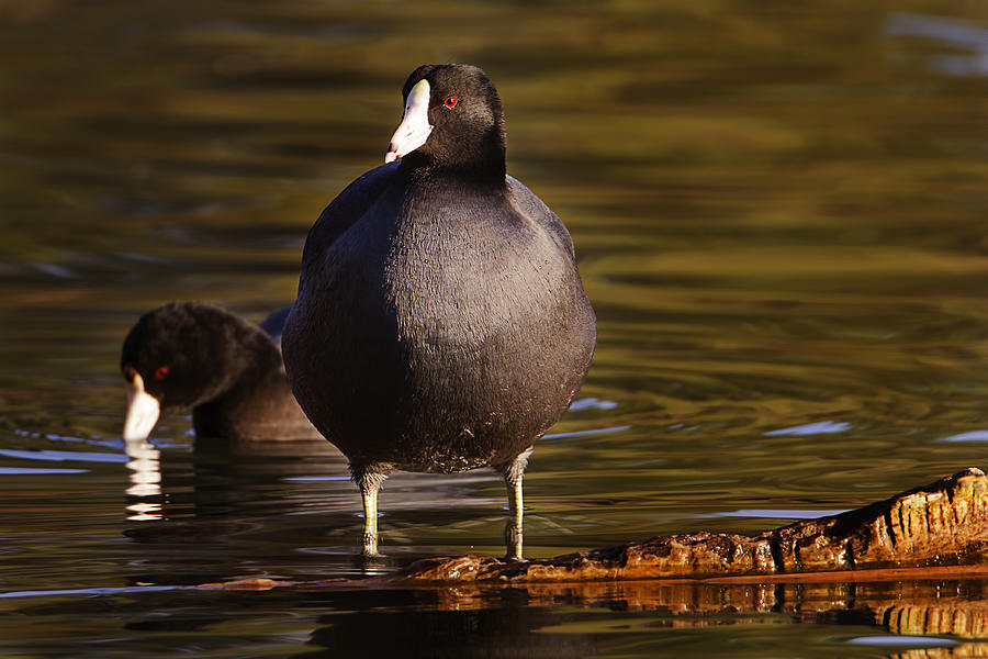 American Coot  Photograph by Brian Cross