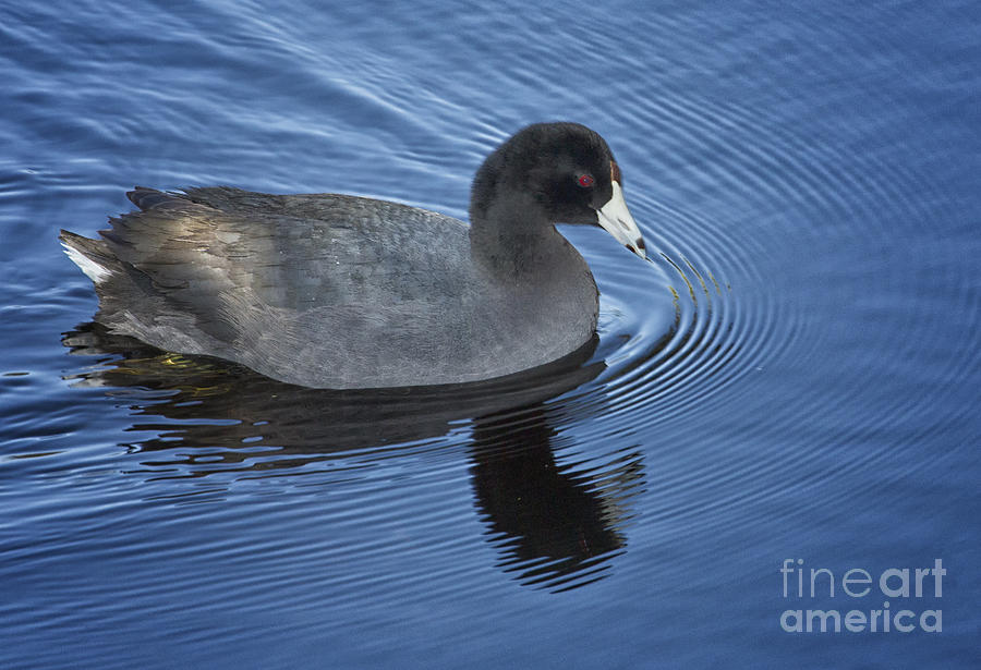 American Coot Photograph by Carrie Cranwill