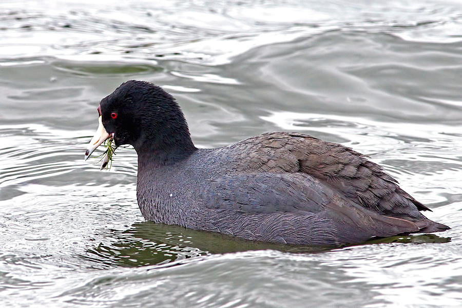 Duck Photograph - American Coot Eating His Greens by Sharon Talson