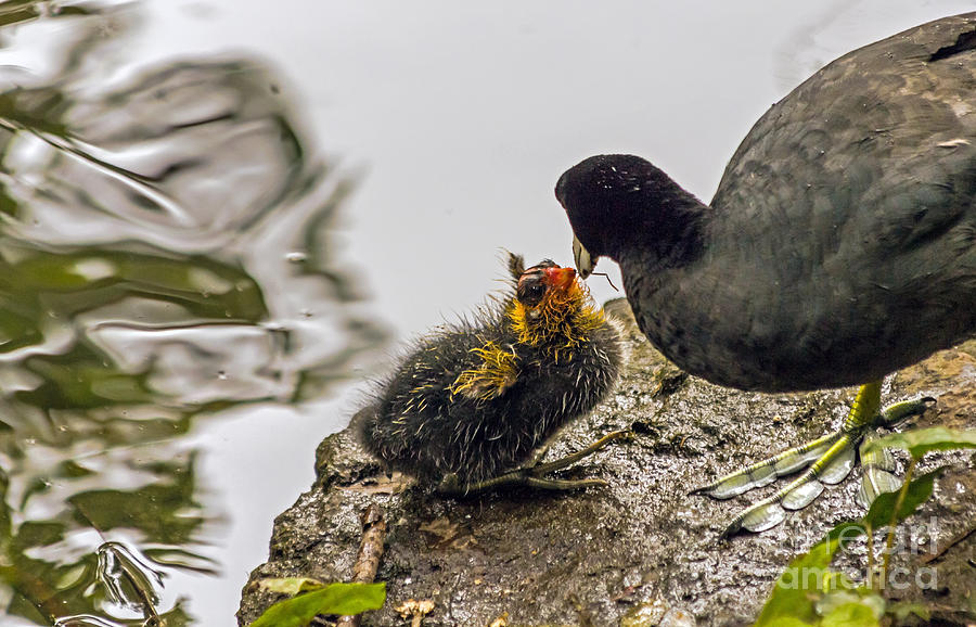 American Coot feeding chick Photograph by Kate Brown