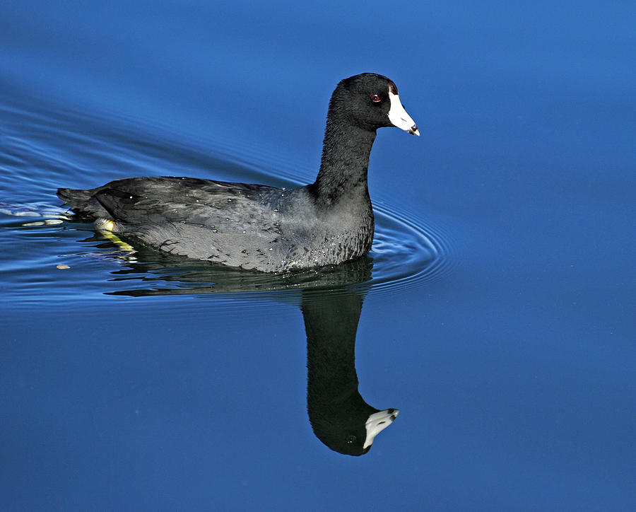 American Coot Photograph by George Davidson