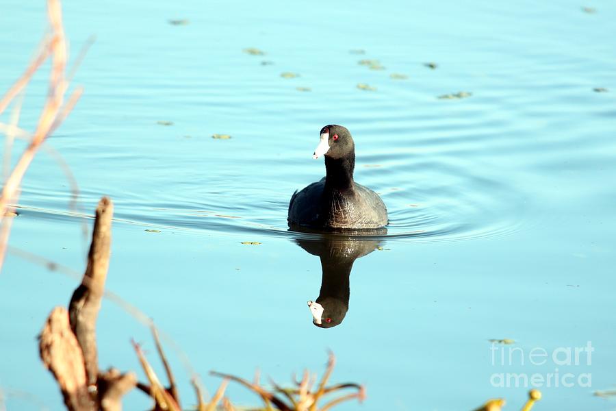 American Coot Photograph by Jack R Brock