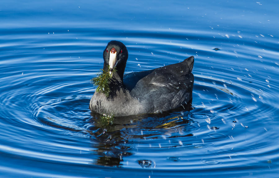 American Coot Photograph by Jane Luxton