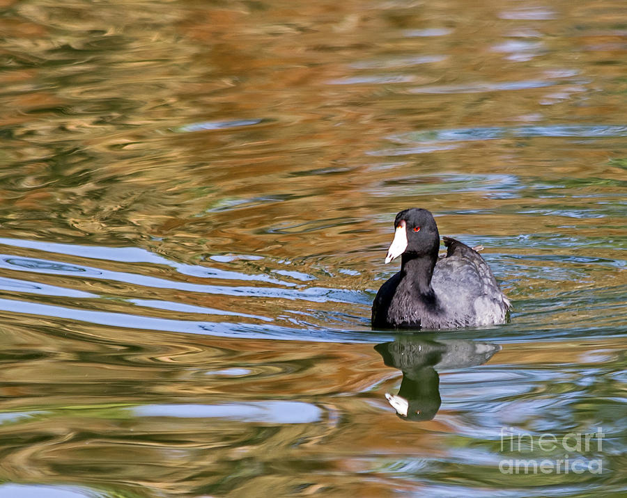 American Coot Photograph by Kate Brown
