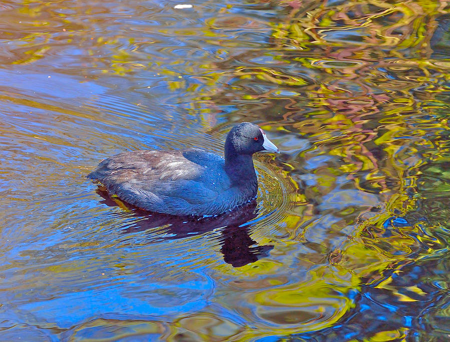American Coot Photograph by Kathy King