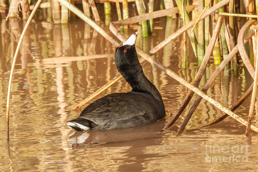 American Coot Looking Up Photograph