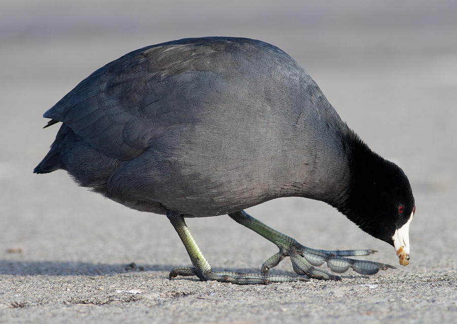 American Coot Photograph by Melinda Fawver