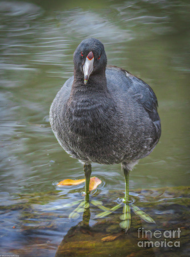 American Coot Portrait Photograph by Mitch Shindelbower