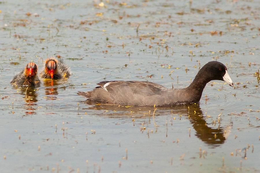 American Coot with Chicks Photograph by Natural Focal Point Photography