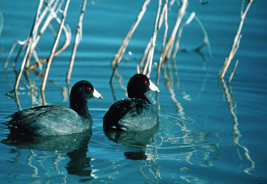 American Coots (fulica Americana) Swimming On Lake Photograph by William Ervin/science Photo Library