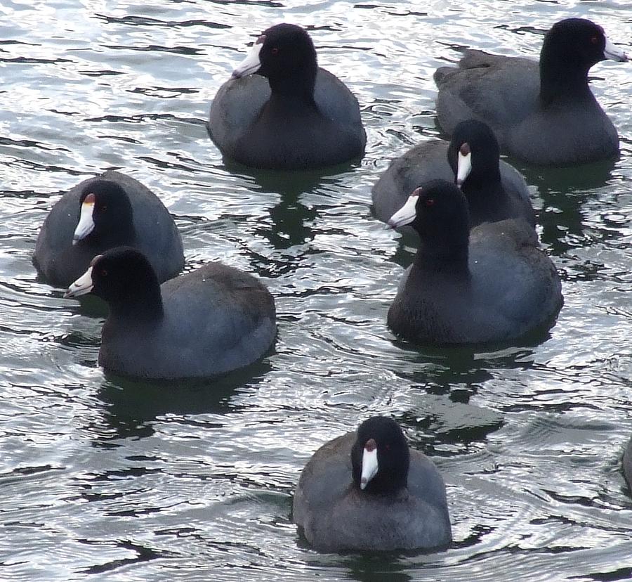 American Coots Photograph by Will LaVigne