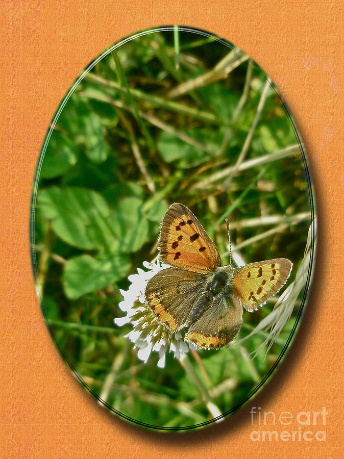 American Copper Butterfly - Lycaena phlaeas Photograph by Carol Senske