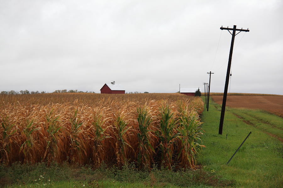 American Cornfield and Farmhouse Photograph by Frank Romeo