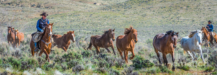 American Cowboy Wild Horse Roundup Photograph by Phillip Rubino