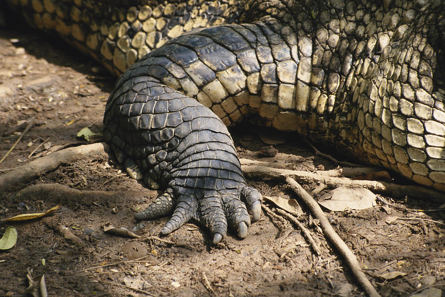 American Crocodile Foot Photograph by C.r. Sharp - Fine Art America