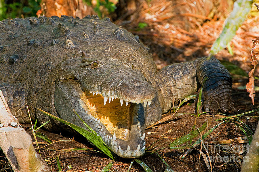 American Crocodile Photograph by Millard Sharp