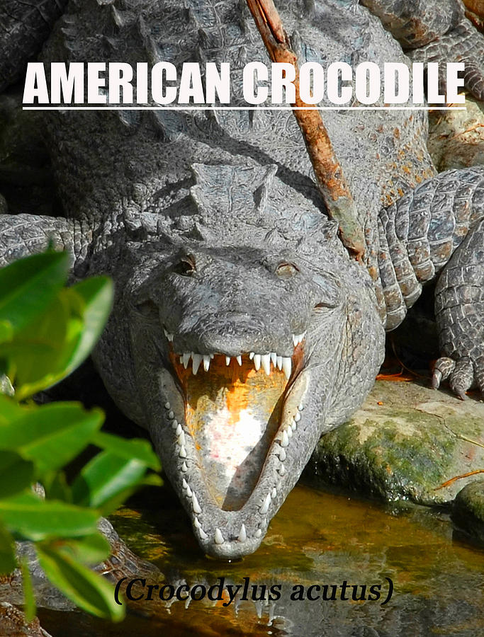 American Crocodile print text Photograph by David Lee Thompson