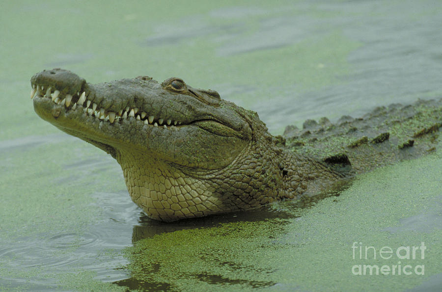 American Crocodile Photograph by Raymond Cramm